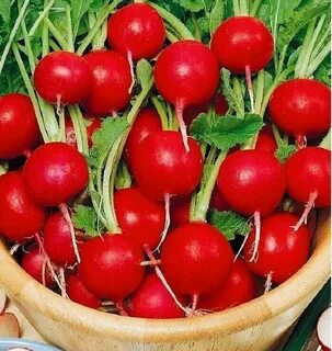 Сорта редиса описание