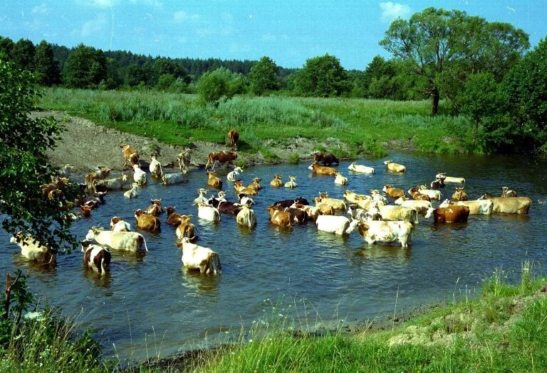 В деревне пасут коров. Стадо коров в деревне. коровы в деревне. стадо в деревне. коровы у пруда.