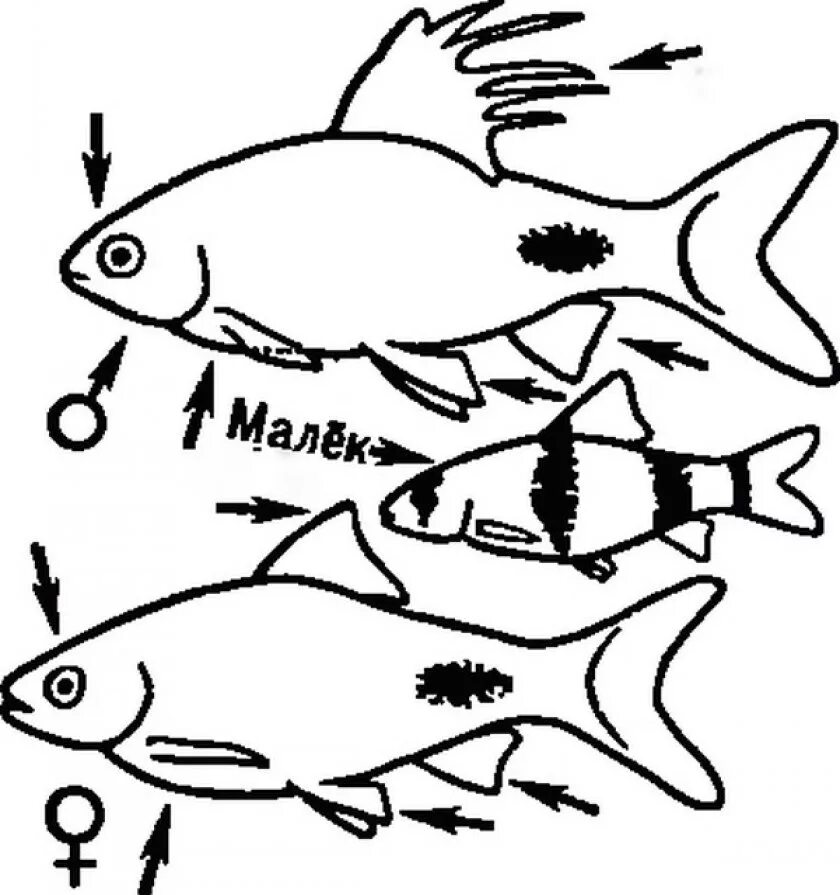 Как отличить рыбок самца от самки. Барбус самка и самец. Барбус суматранский различие самца и самки. Барбус суматранский самец. Барбус отличить самца от самки.