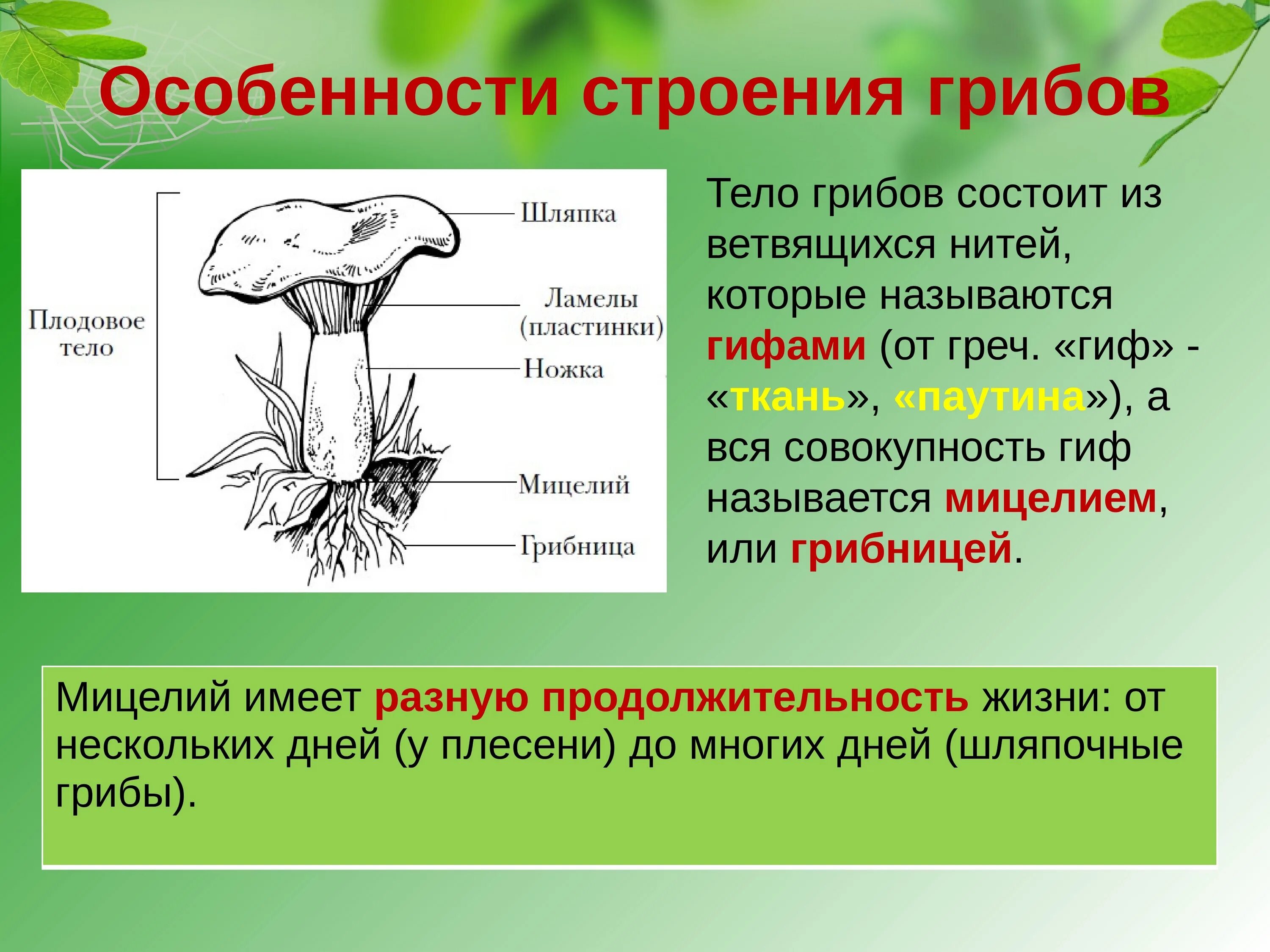 Что называют плодовым телом гриба