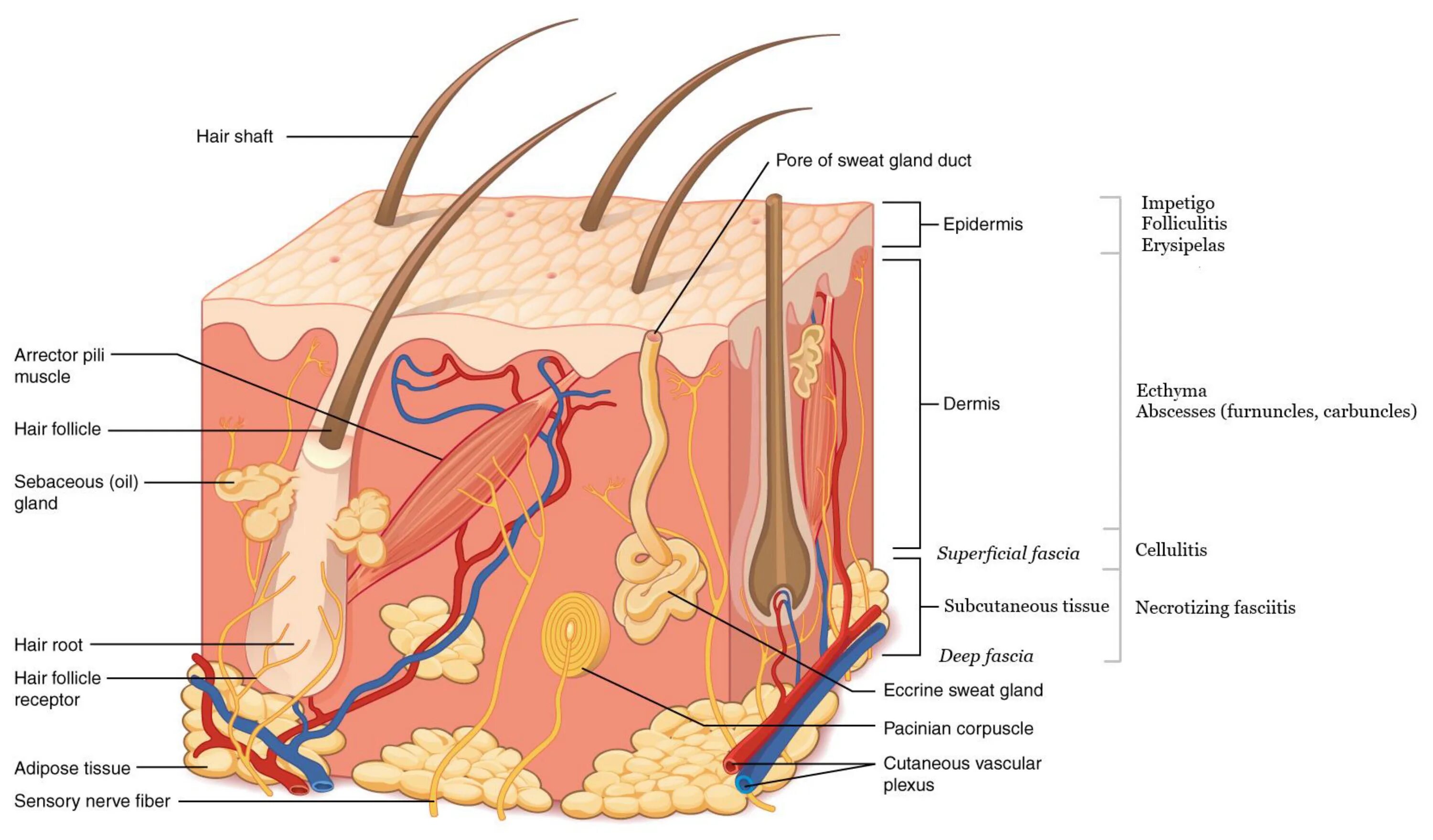 Где расположены корни волос потовые и сальные. Эккринные потовые железы. Строение волосяного фолликула схема. Эпидермис дерма гиподерма. Эпидермис дерма подкожная клетчатка.