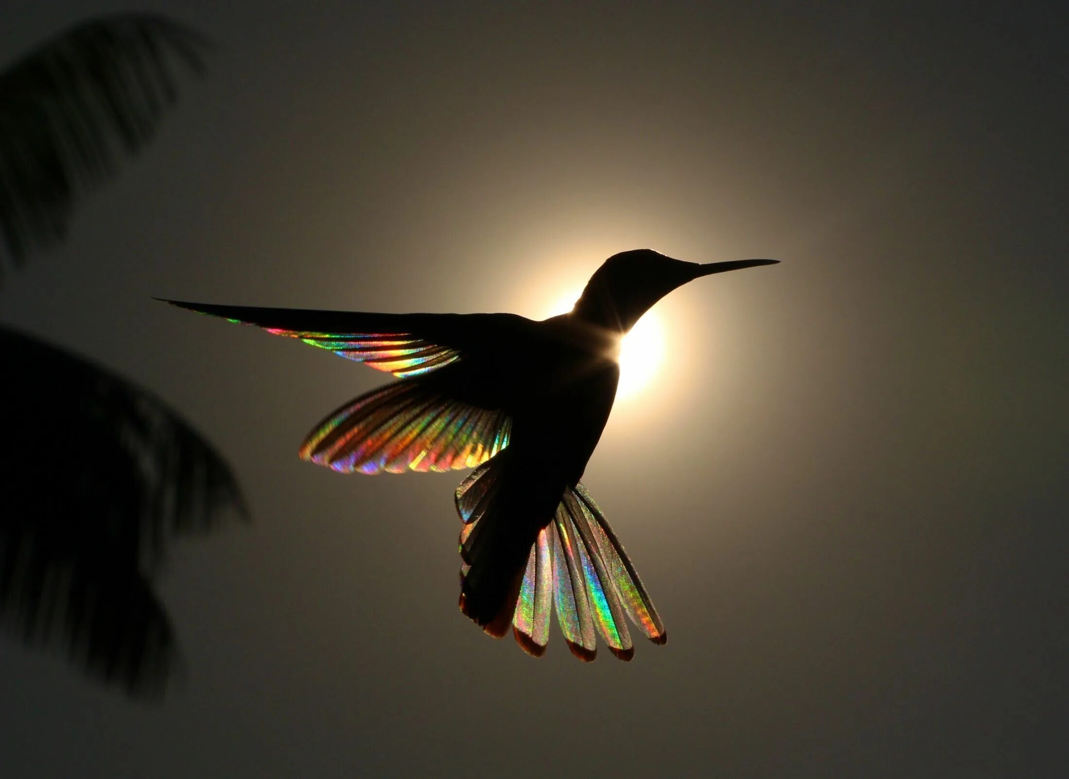 Фотограф Кристиан Спенсер. Красивые птицы. Птица в полете. Пи цы в полете.