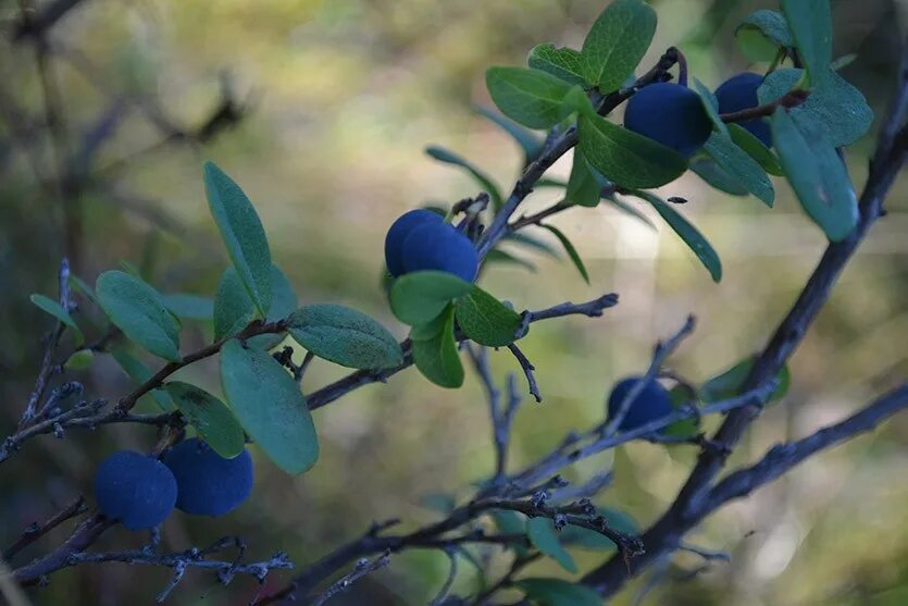 Садовая голубика плодоношение. Голубика высокорослая лесное сокровище. Голубика садовая кустовая весной летом осенью. Голубика не плодоносит что делать. Голубика когда плодоношение.