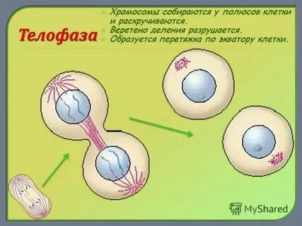Рост клетки какая ткань