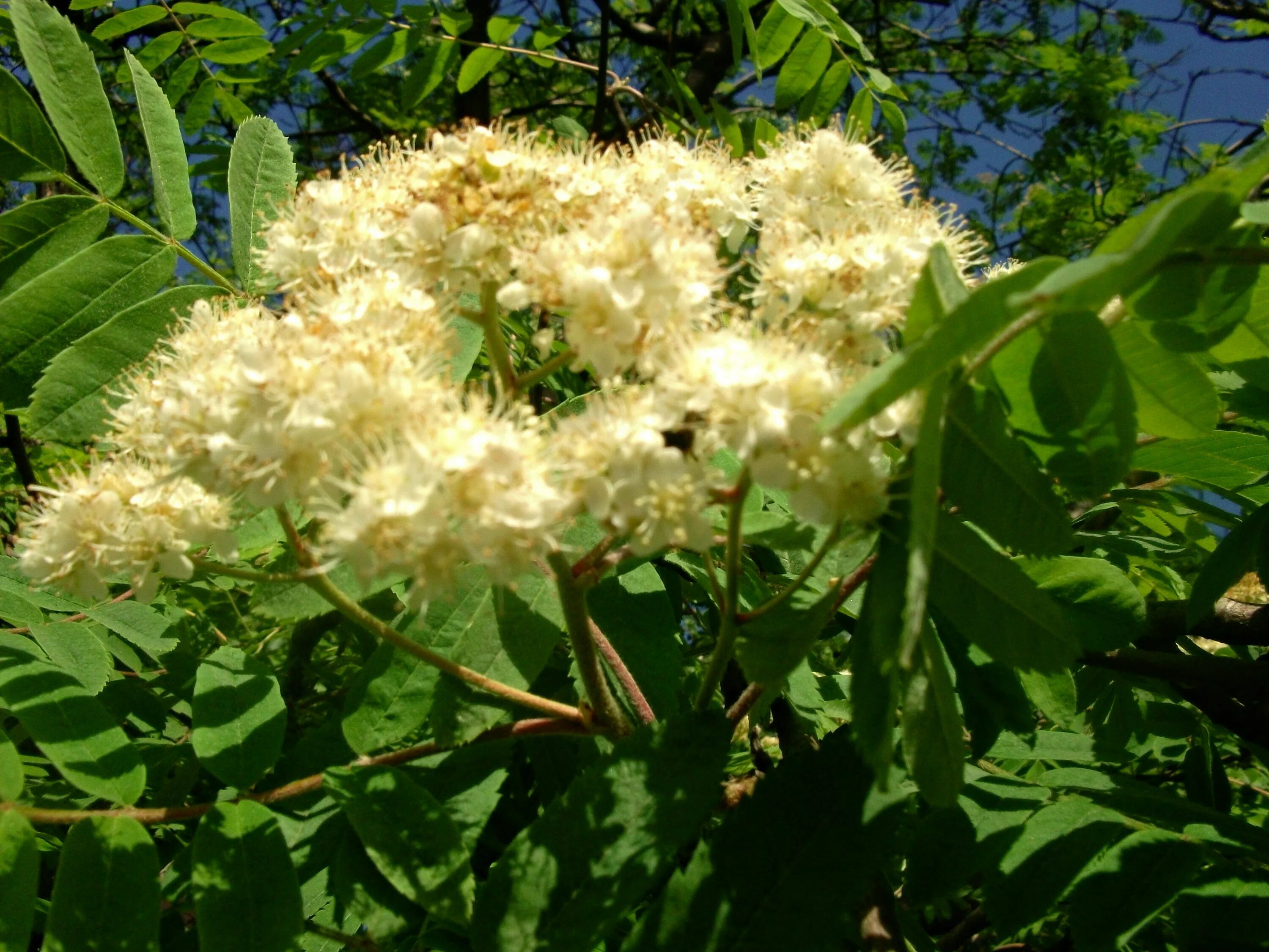 Рябина цветет. Рябина Эдулис. Sorbus aucuparia edulis (рябина обыкновенная). Рябина Sorbus aucuparia Цветущая. Рябина обыкновенная соцветие.