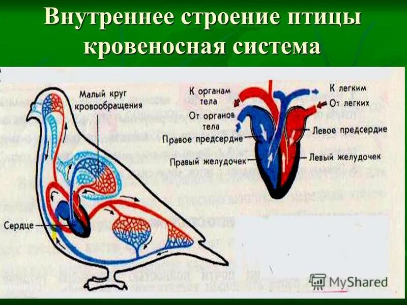 Внутреннее строение птиц 7 класс таблица