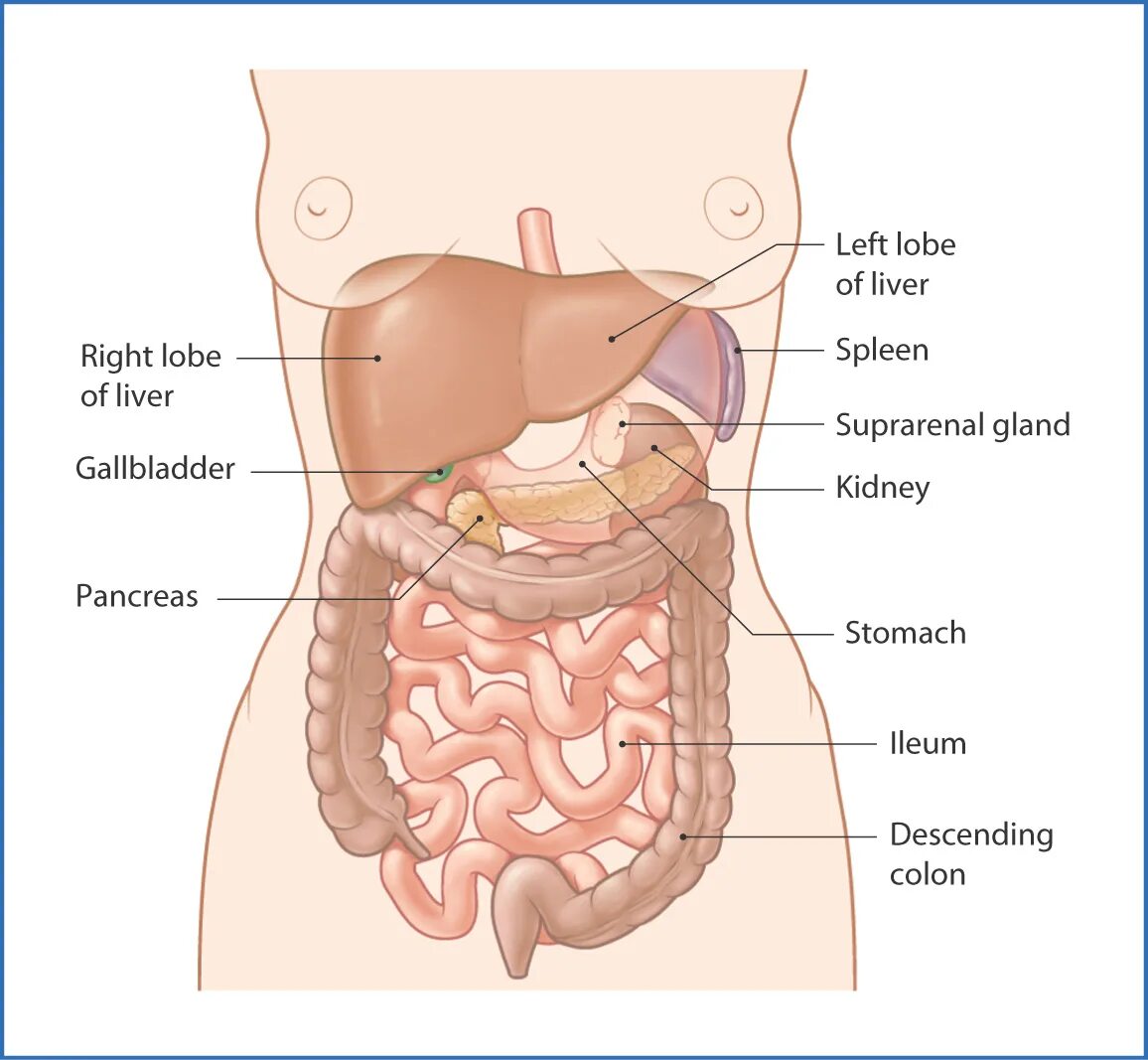 Органы живота. Анатомия брюшной полости человека. Схема органов брюшной полости. Схема органов брюшной полости человека женщины.