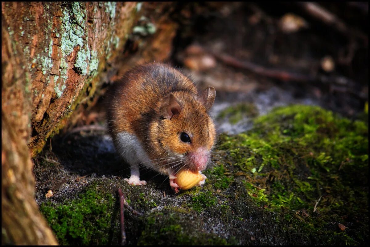 Мыши живущие в лесу. Баргузинский заповедник Лесная мышь. Желтогорлая Лесная мышь. Полевка хомяк. Грызуны в лесу.