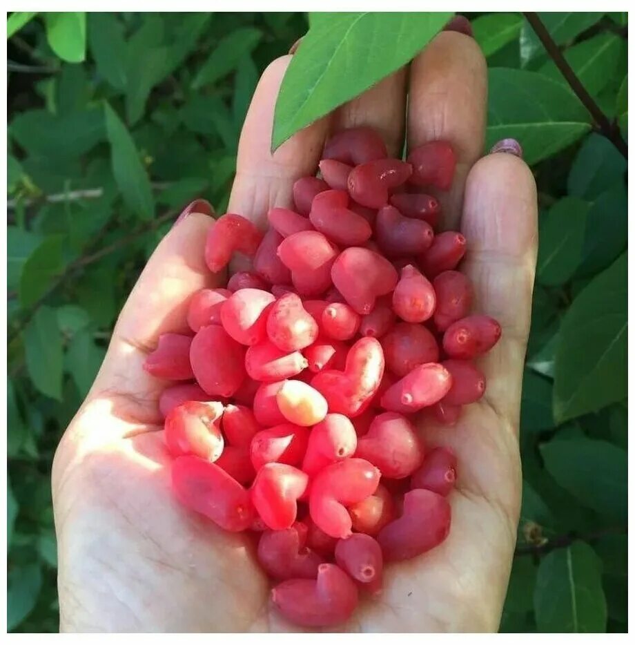 жимолость съедобная бореал бист. жимолость красная съедобная финская синдишен. жимолость сердце гиганта. жимолость сердце великана. жимолость сердце.