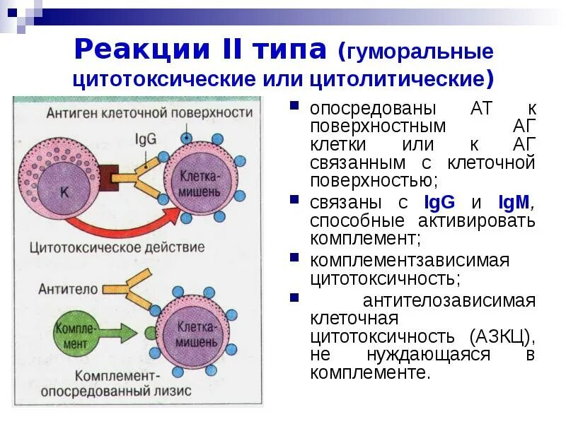 Поверхностные реакции. Цитотоксический тип аллергической реакции. цитотоксическая аллергическая реакция. аллергические реакции цитотоксического типа. реакции 2 типа гуморальные цитотоксические.