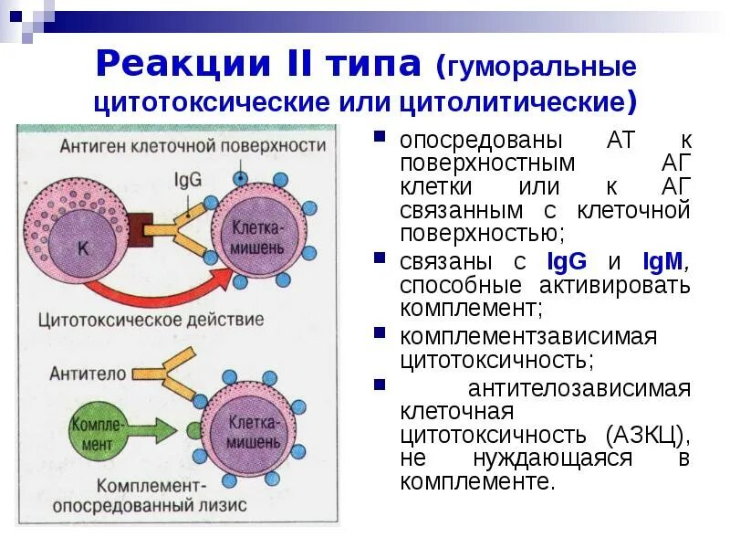 Осложнения аллергических реакций. Реакции 2 типа цитотоксические. Цитотоксический Тип аллергической реакции. Цитотоксическая аллергическая реакция. Аллергическая реакция 2 типа.