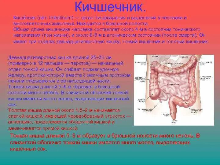 Последовательность кишечника человека. Протяженность кишечника. Длина тонкого кишечника у взрослого человека составляет.