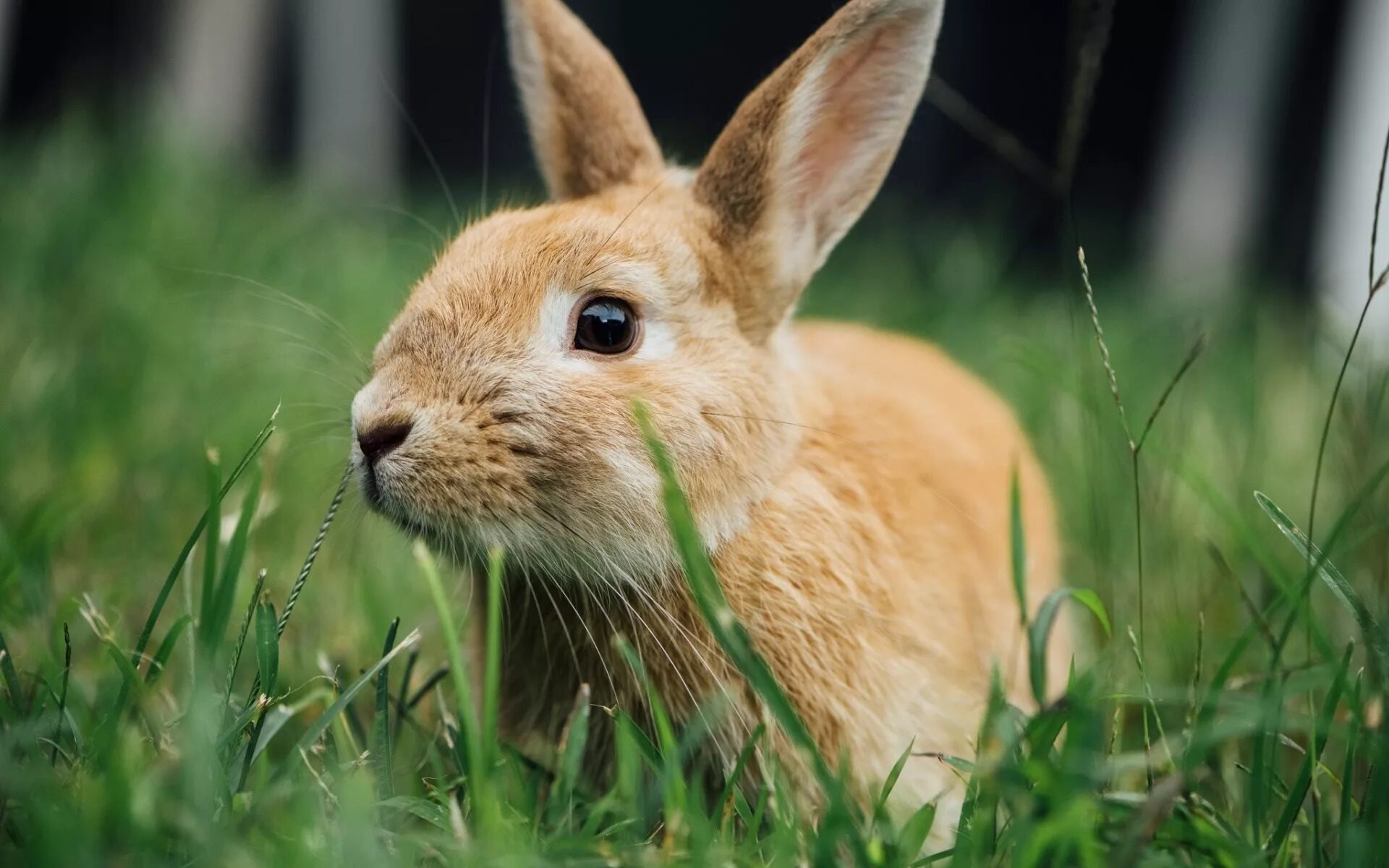 Grass animals. Кролик. Животные кролики. Красивый заяц. Рыжий заяц.