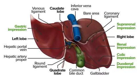 Image gallery for: Liver anatomy.