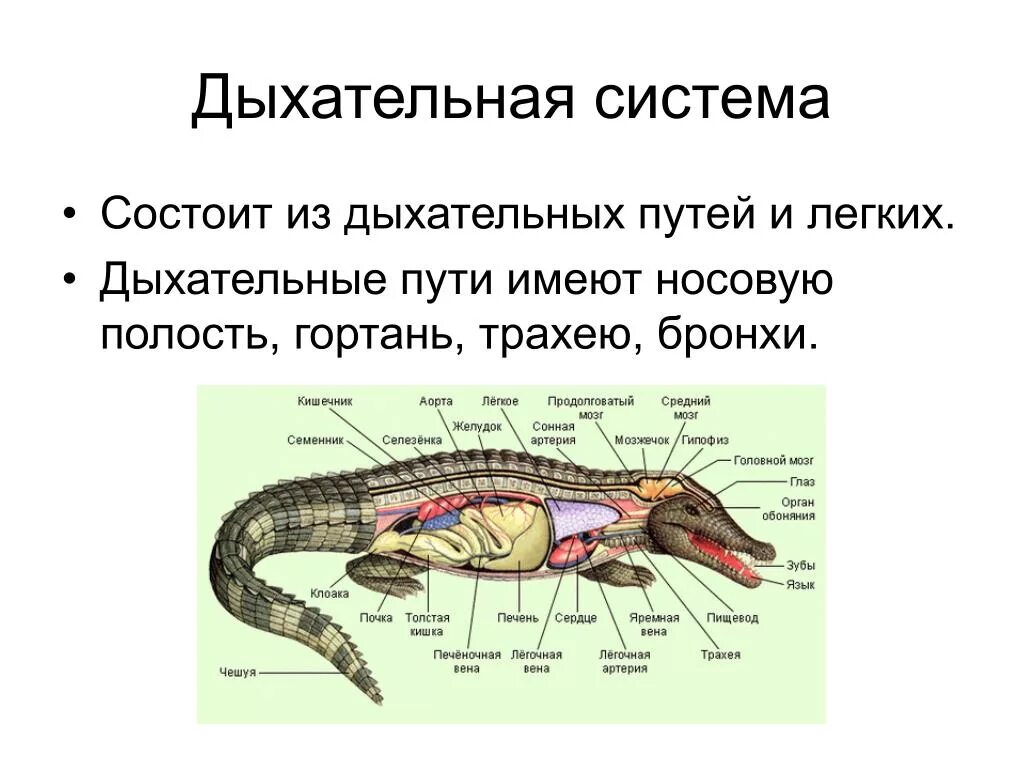 Дыхательная система крокодилов. Класс рептилии дыхательная система. Органы дыхания крокодилов. Системы органов крокодила.