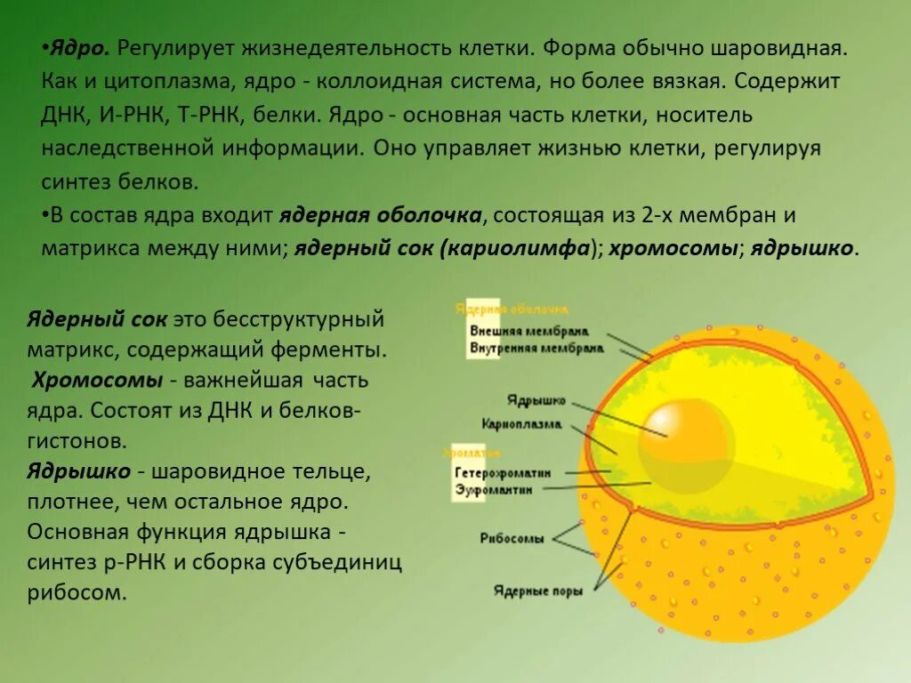 Основной состав ядра. Ядро клетки это в биологии. Ядро и ядрышко клетки. Строение ядра. Строение ядра клетки.