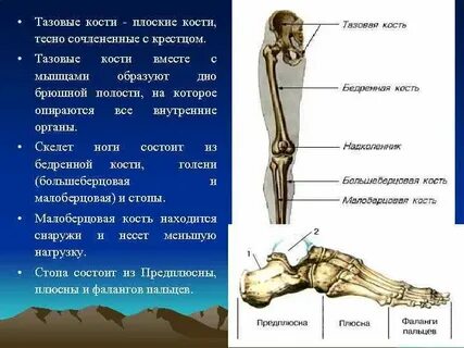 Кости верхних и нижних конечностей таз