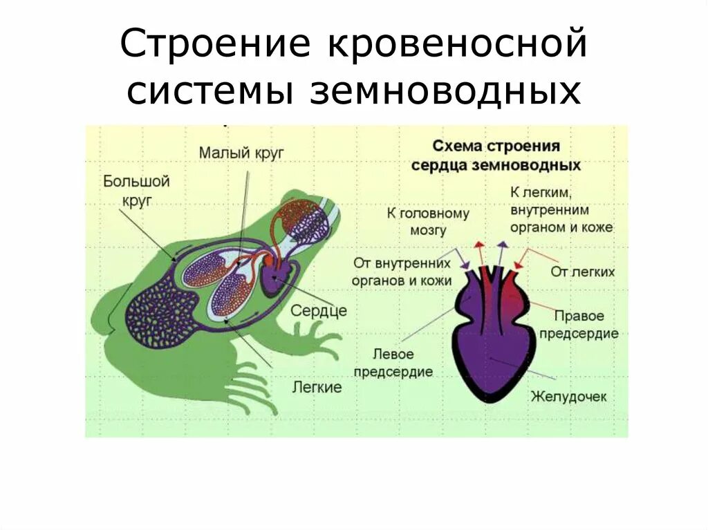 Земноводные строение кровеносной системы сходство и различия