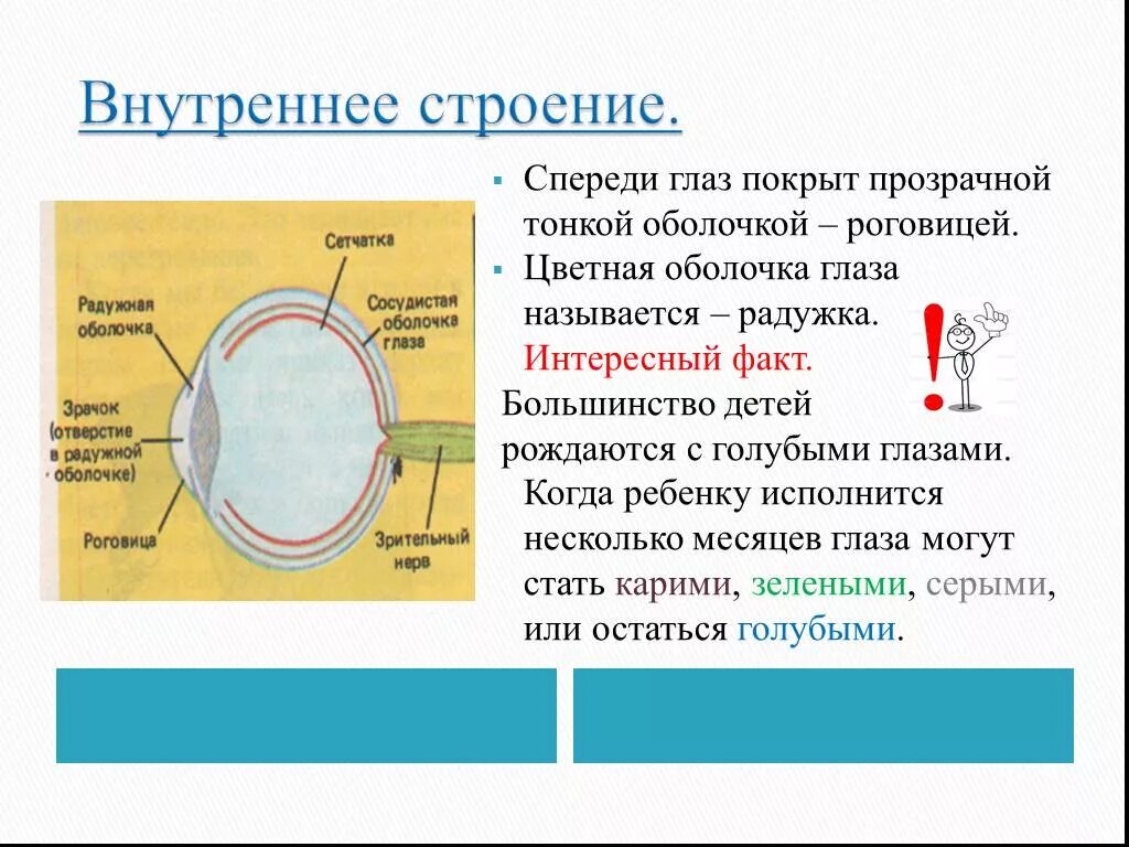 Радужка является частью оболочки глаза. Строение глаза спереди. Оболочки глаза. Тонкая оболочка глаза. Прозрачная оболочка глаза спереди.