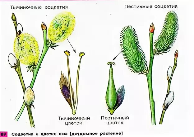 Нижняя расширенная часть пестика. Семянные размножение. Культура изолированных завязей и семяпочек. Название частей плодника и укажите семяпочку. Напишите название частей плодника и укажите семяпочку..