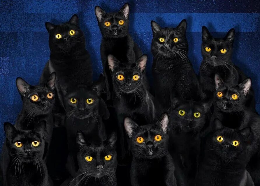 К чему снятся кошки женщине много. Черные кошки много. Много черных котят. Стая черных котов.