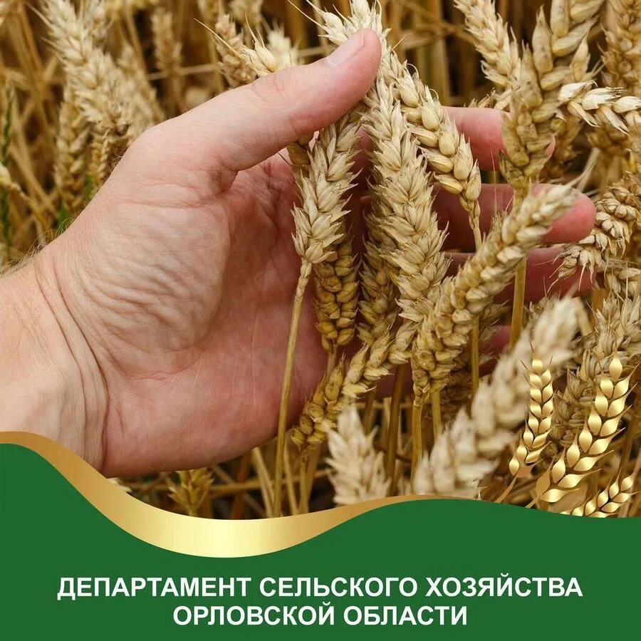 министерство сельского хозяйства печать. география растениеводства и животноводства 9 класс. отделы растениеводства. отрасли растениеводства. отделы растениеводства.