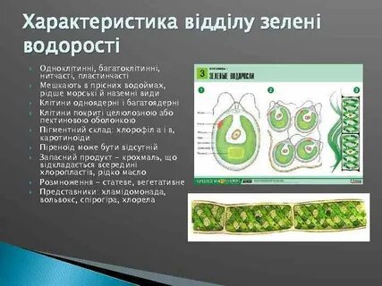 Характеристика одноклеточных водорослей 7 класс биология