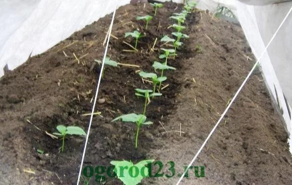 Огурцы температура ночью в теплице. Ночная температура для рассады огурцов. ночные температуры для огурцов в открытом грунте. замерзла томатная рассада в теплице. температура посадки огурцов в теплице.