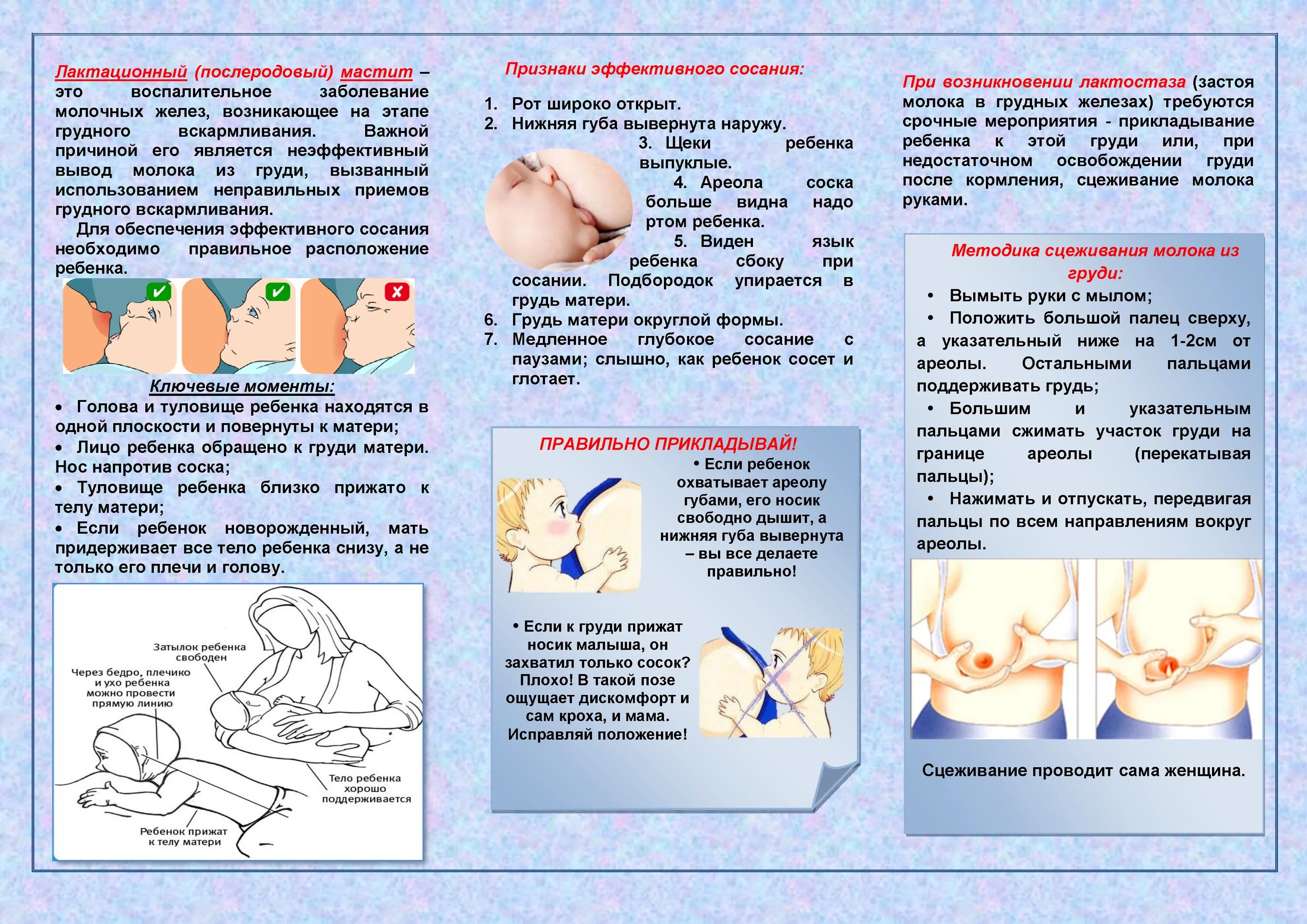 Сколько можно сцедить грудного. Как правильно подготовить молочные железы к кормлению. Лактационный мастит профилактика. Профилактика мастита памятка. Как разминать грудь для кормления.