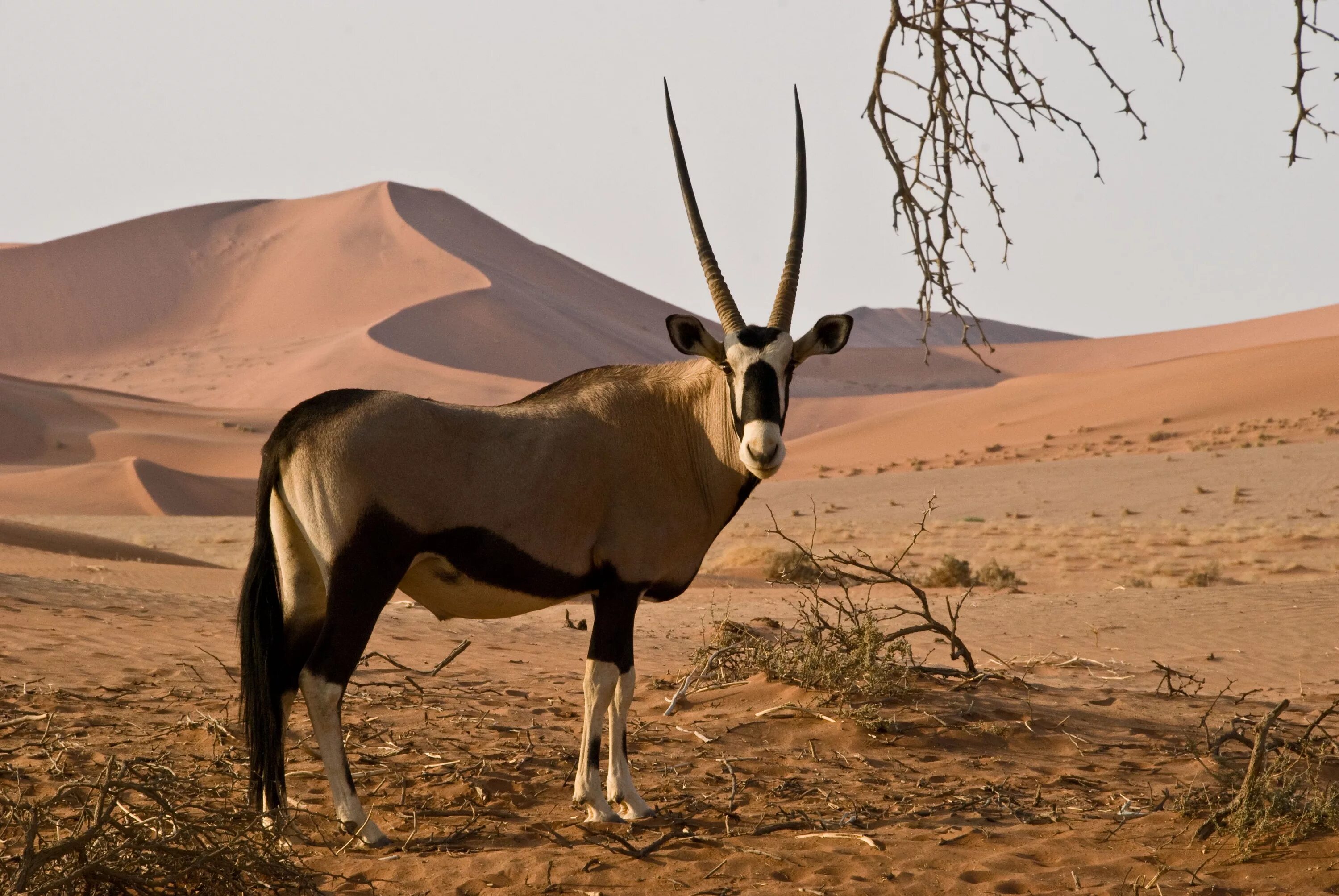 Какие животные и растения обитают в пустыне. Антилопы пустыни Намиб. Животный мир пустыни Намиб. Пустыни и полупустыни Африки животные. Африка пустыня Намиб фауна.