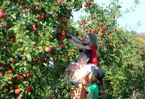 Pick fruit перевод