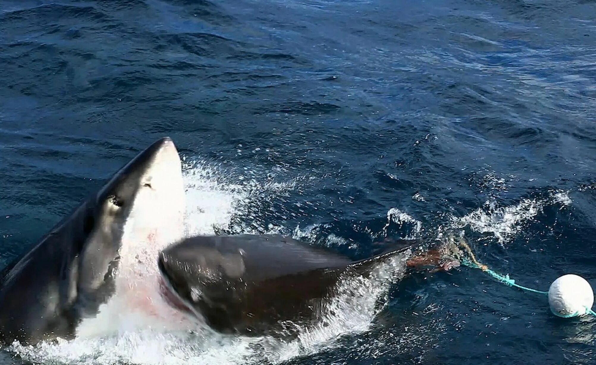 Белая акула против. Большая белая акула National Geographic. Белая акула фото. Нападение касаток на акул.