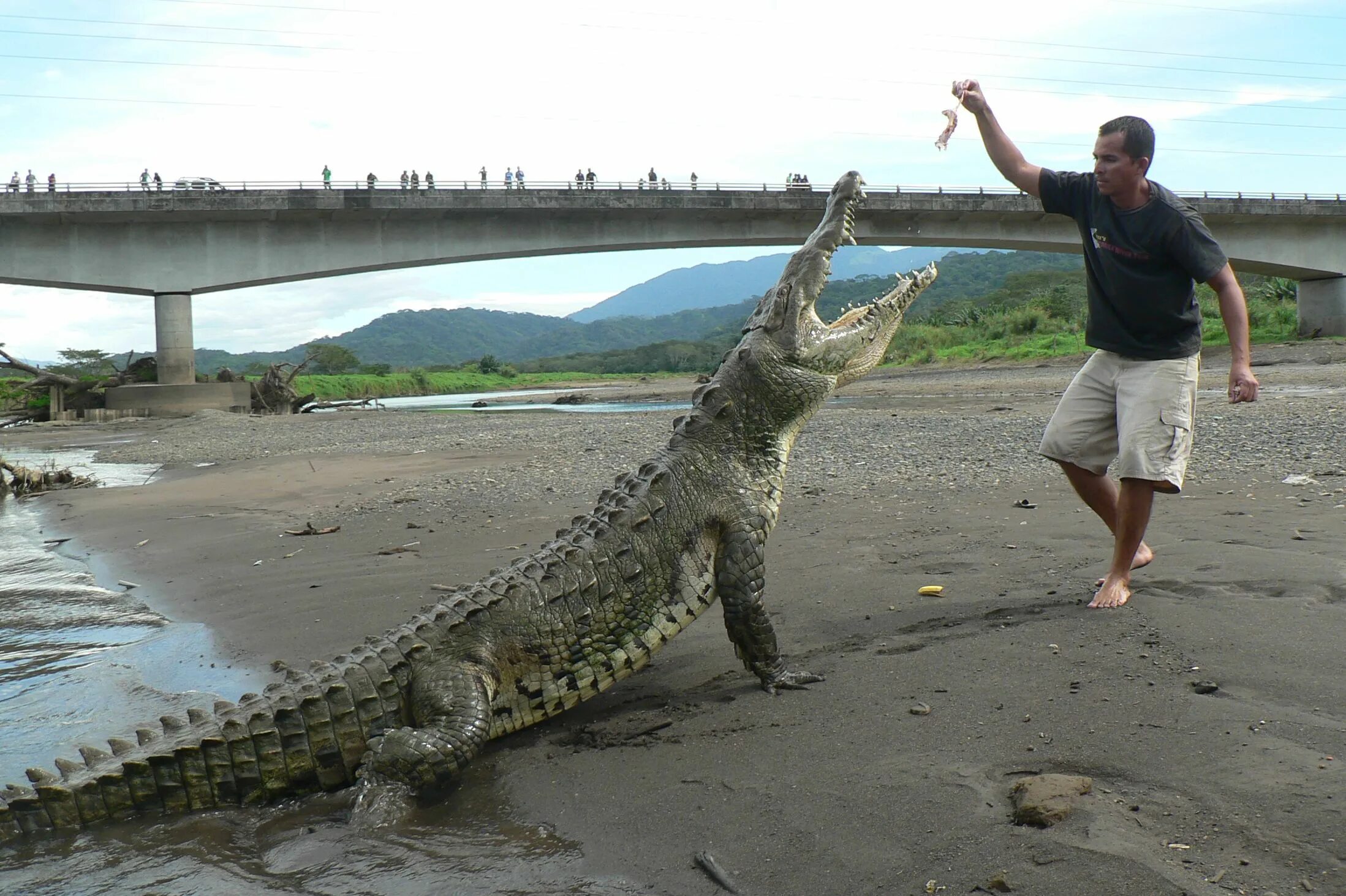 Ловля крокодилов. Коста Рика крокодилы. Крокодилы на реке Тарколес.