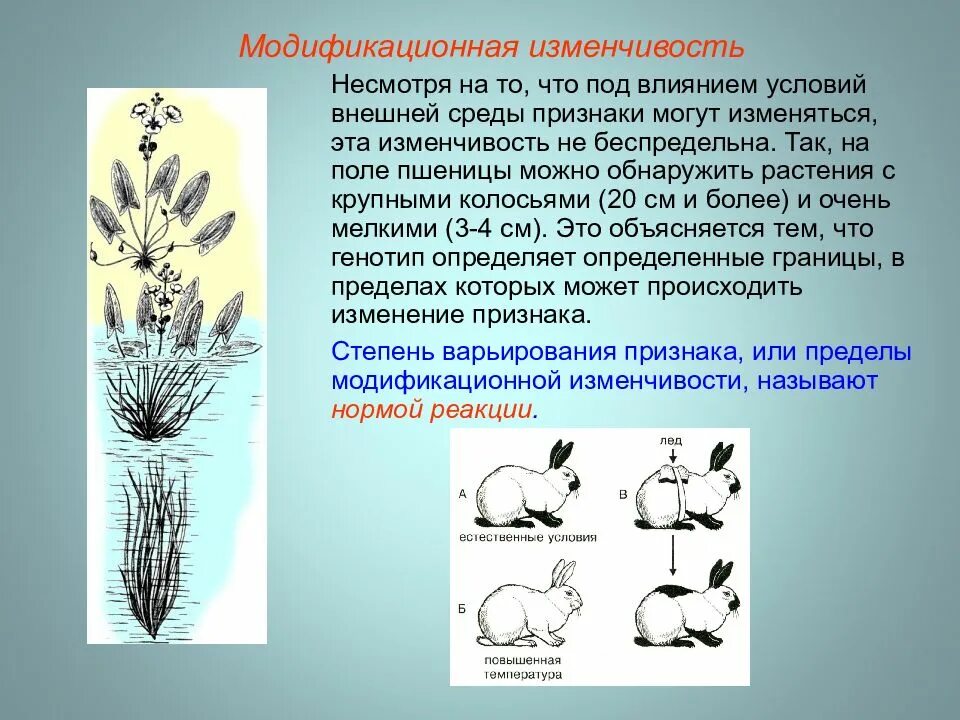 Приспособительный характер изменчивость. Модификационная изменчивость заяц. механизмы модификационной изменчивости. модификационная изменчивость кролик. модификационная изменчивость это изменчивость.
