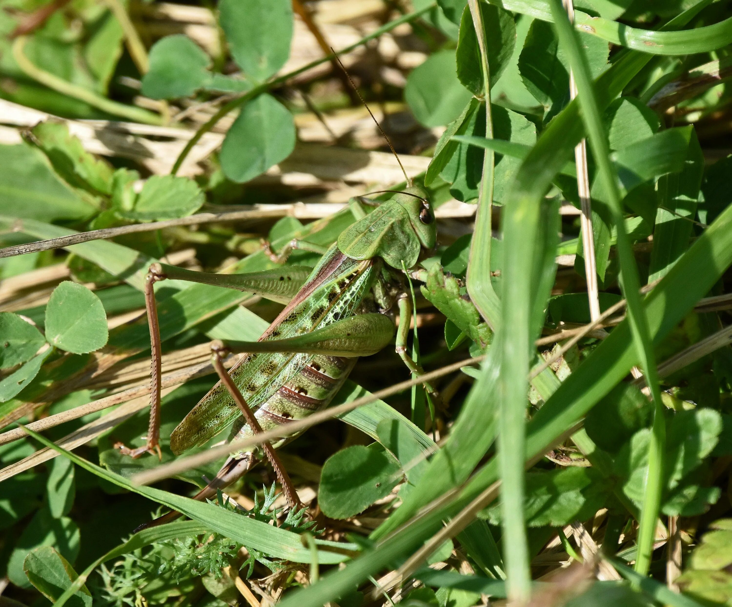 Растение кузнечик лягушка еж. Кузнечик в траве. Алтайский кузнечик. Кузнечик на лугу. В траве кузнечки.