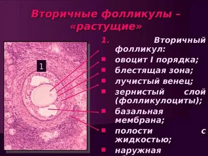 Фолликул 17 мм форум