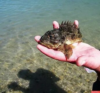 Рыба в черном море абхазии какая водится