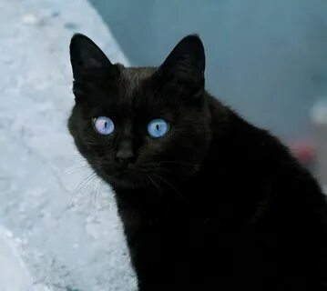 Черный кот в голубом