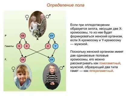 Хромосома отвечающая за пол будущего ребенка