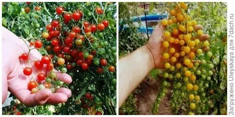 Томат красная смородина