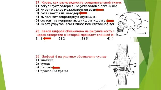 Какие структуры сустава обозначены цифрами. Обозначена суставная сумка?. Кость черепа через которую проходит спинной мозг. Кровь как разновидность соединительной ткани регулирует. Какой цифрой на рисунке обозначена суставная полость.