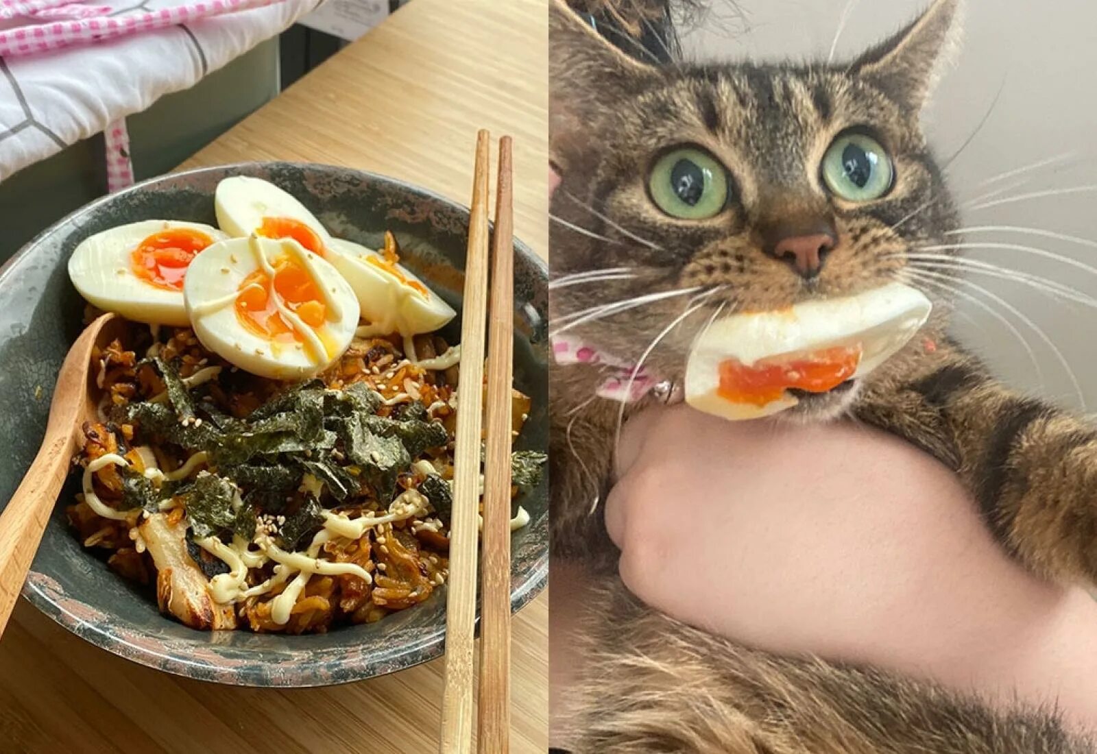Кот который ест все подряд. Кот который ест все подряд