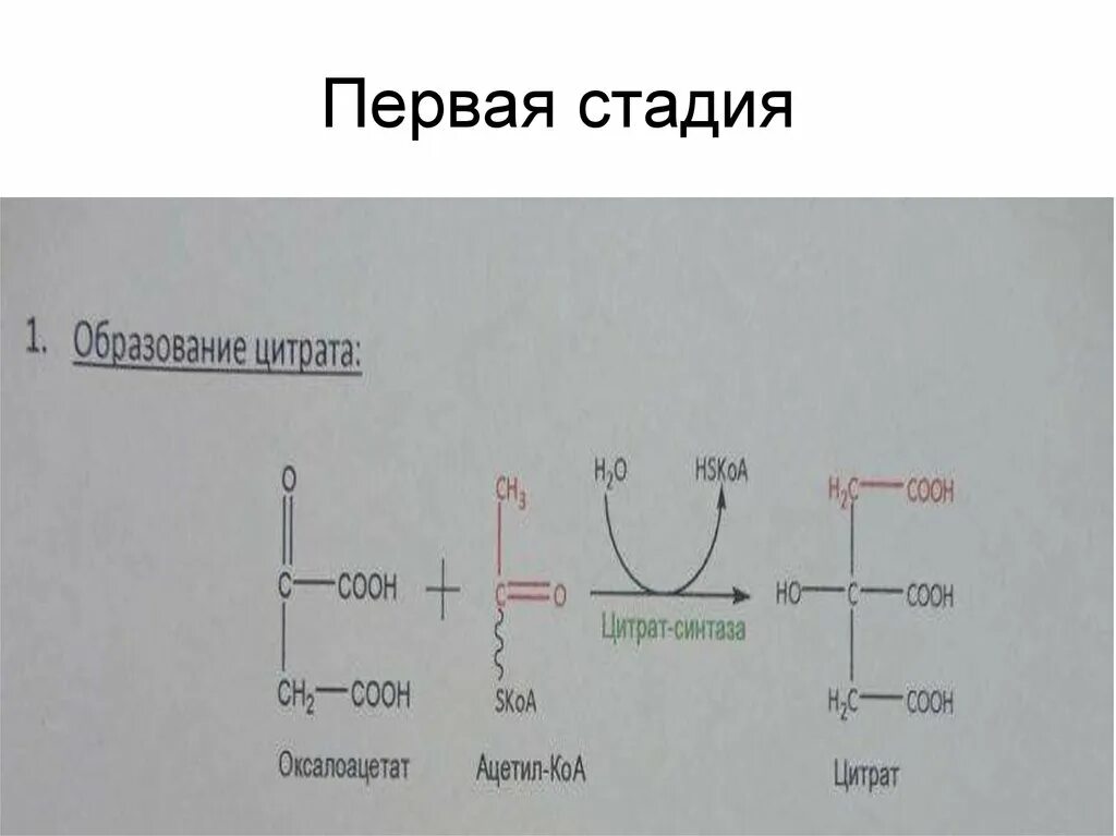 Первая стадия. Цитрат из ацетил КОА. Оксалоацетат и ацетил КОА. Оксалоацетат в цитрат. Оксалоацетат ацетил-КОА цитрат.