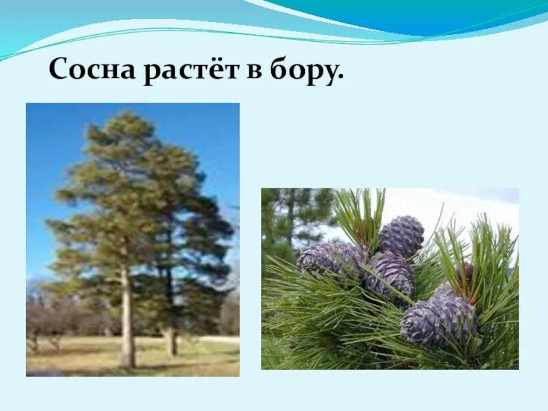 Где растет ель природная зона. Что растет на сосне. Где растет сосна. Как растет сосна. Быстро растущаяя сосна.