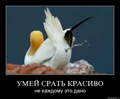 Птичка какнула