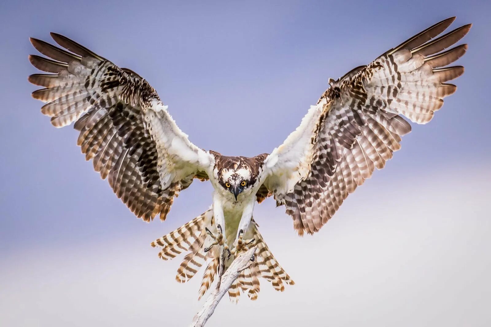 Скопец птица фото. Скопа (Pandion haliaetus). Хищная птица Скопец. Сокол Скопец. Скопа (Pandion haliaetus l.).