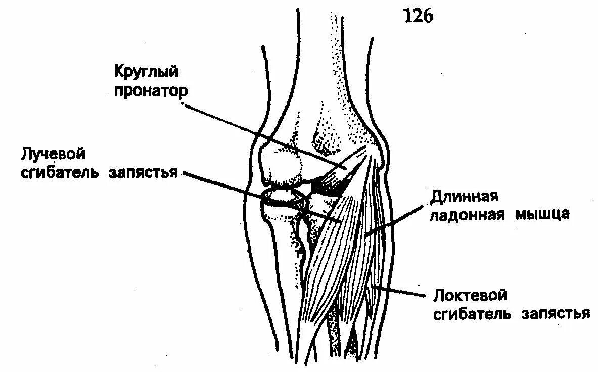 Строение локтевого сустава кости. Мышцы локтевого сустава анатомия и связки. Схема мышц локтевого сустава. Локтевой сустав сустав анатомия. Локтевого мыщелка