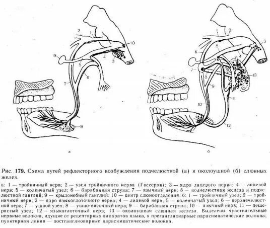 Слюнной рефлекс. Схема регуляции слюнных желез. Регуляция секреторной деятельности слюнных желез.. Регуляция слюноотделения схема. Рефлекторная регуляция слюнных желез.