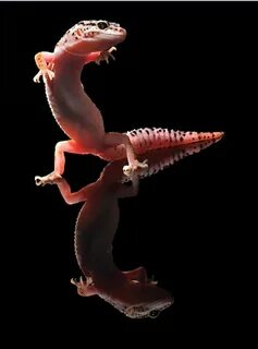 Like gecko