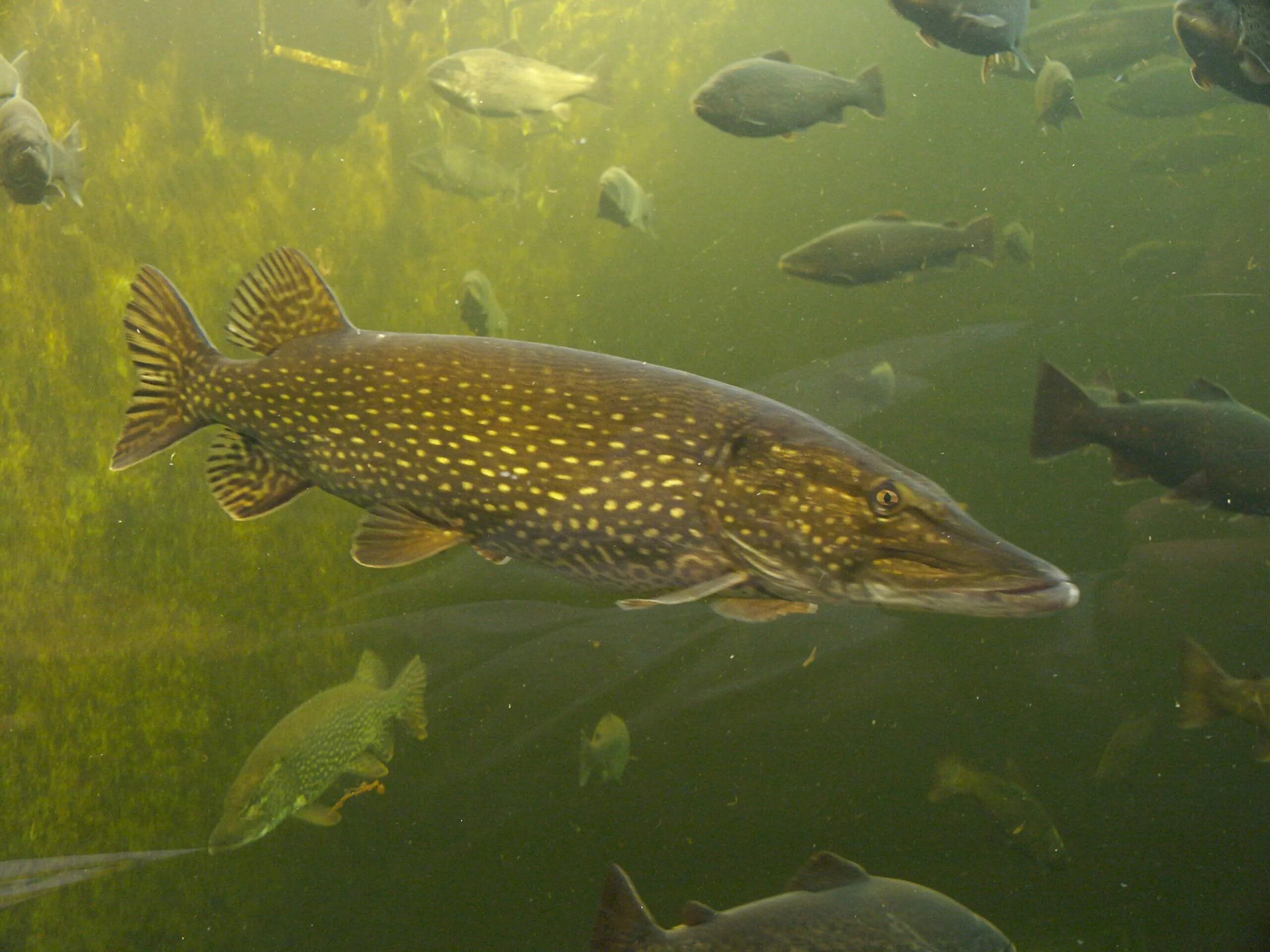 Щука рыба купить. Обыкновенная щука (Esox Lucius). Амурская леопардовая щука. Esox Lucius рыба. Рыба щука Esox Lucius.